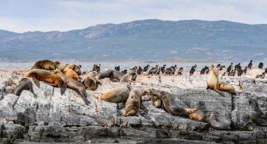 Argentina 'The Wildlife of Patagonia'