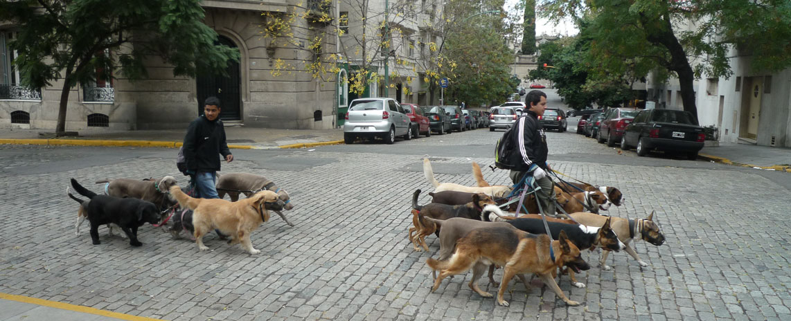 Walking the dogs, Buenos Aires