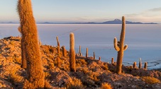 Giant cacti and vizcachas