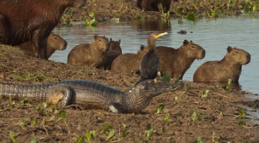 Brazil 'Wildlife of the Mato Grosso'