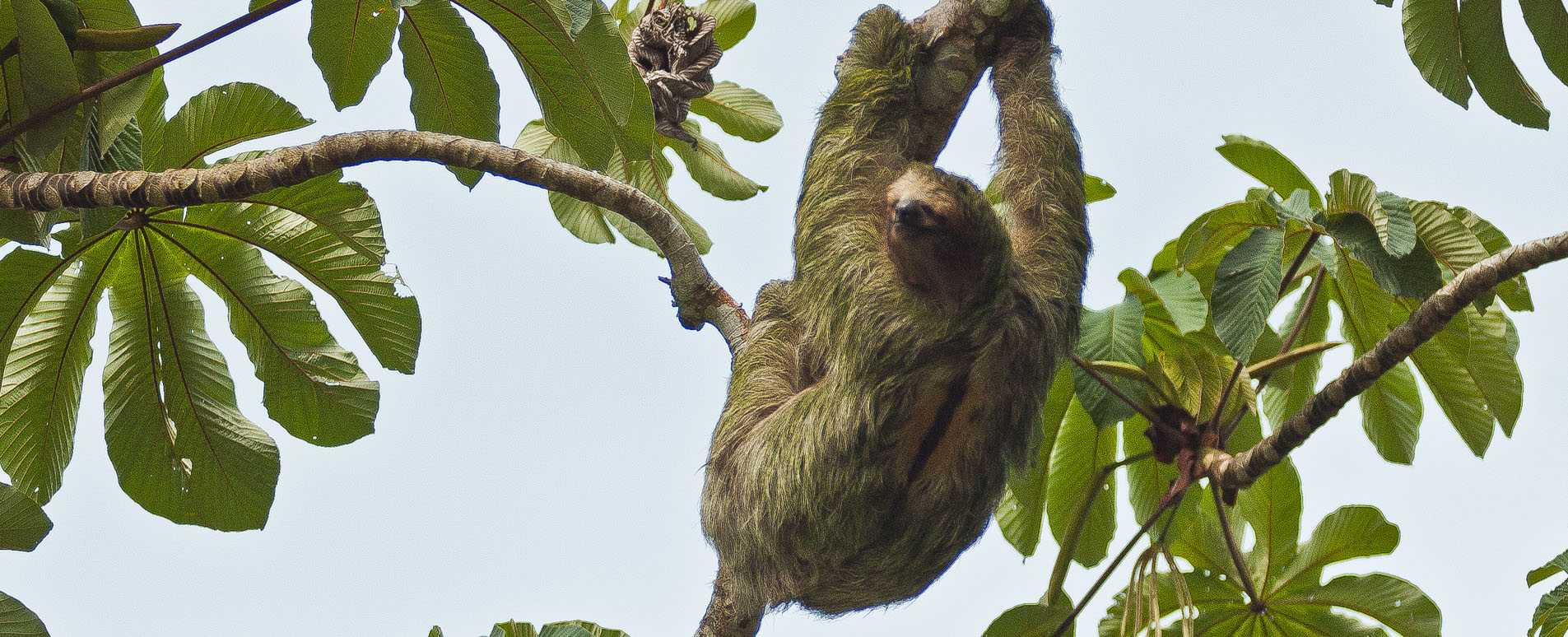 costa rica wildlife sloths