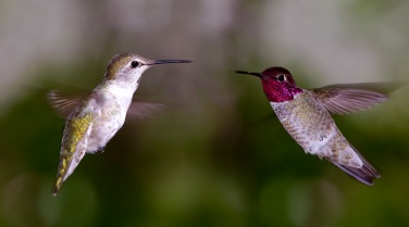 Panama 'Easy Birding in Panama'