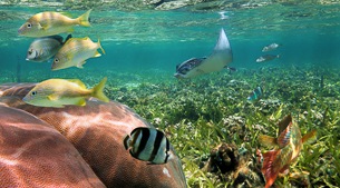 Snorkel Blue Caribbean Waters