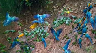 Peru 'The Birds of Tambopata'