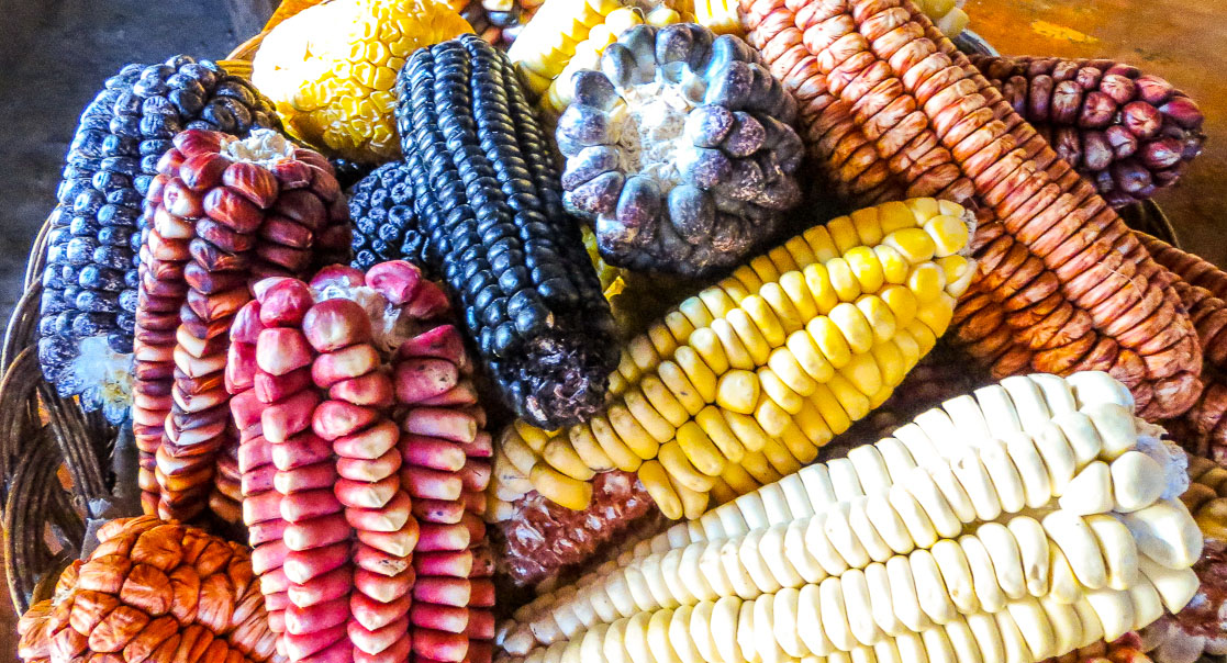 A basket of maize cobs in the market, Cusco