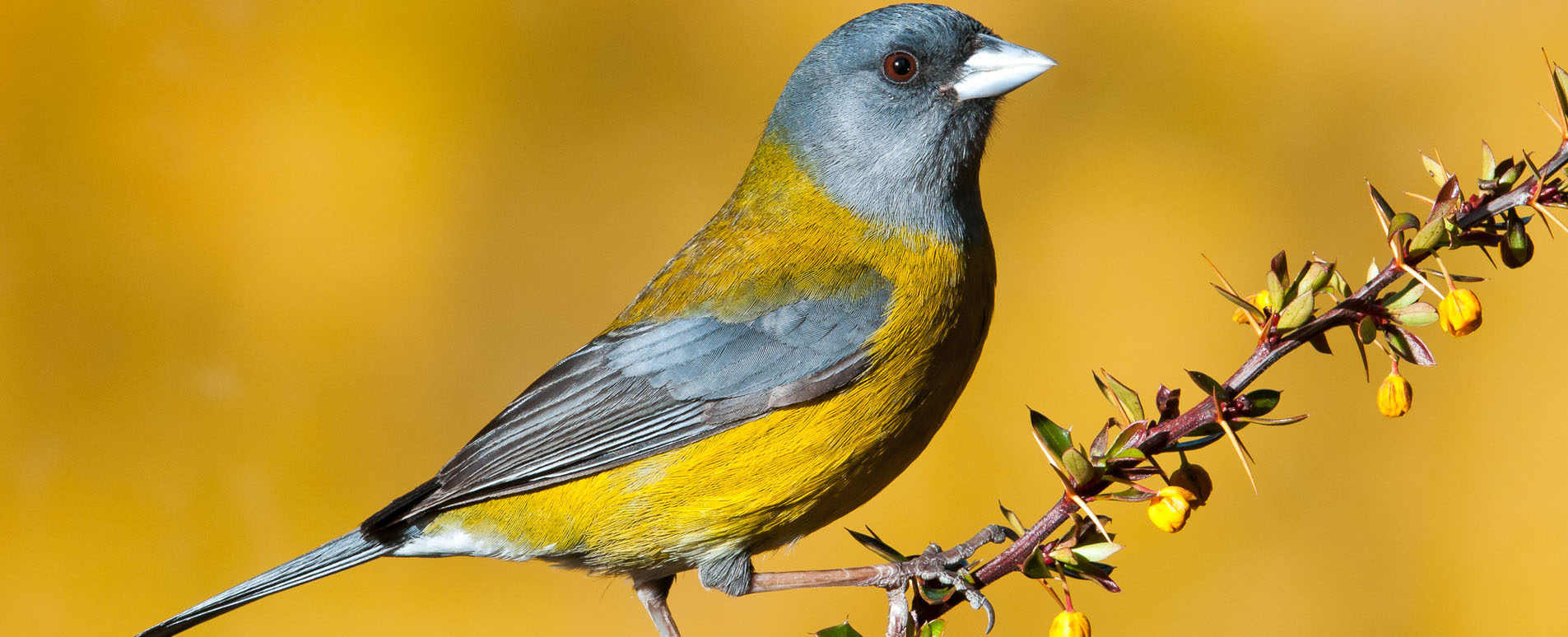 argentina bird watching holidays