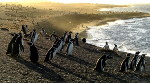 Nature in Northern Patagonia