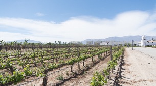 Red rocks and white wines