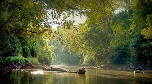 Nature in the Missiones Jungle