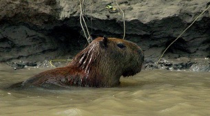 In search of anacondas, capybaras and pink dolphins