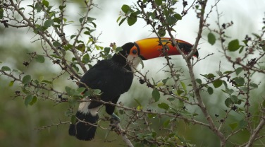 Brazil - guide - regions - not Bonito