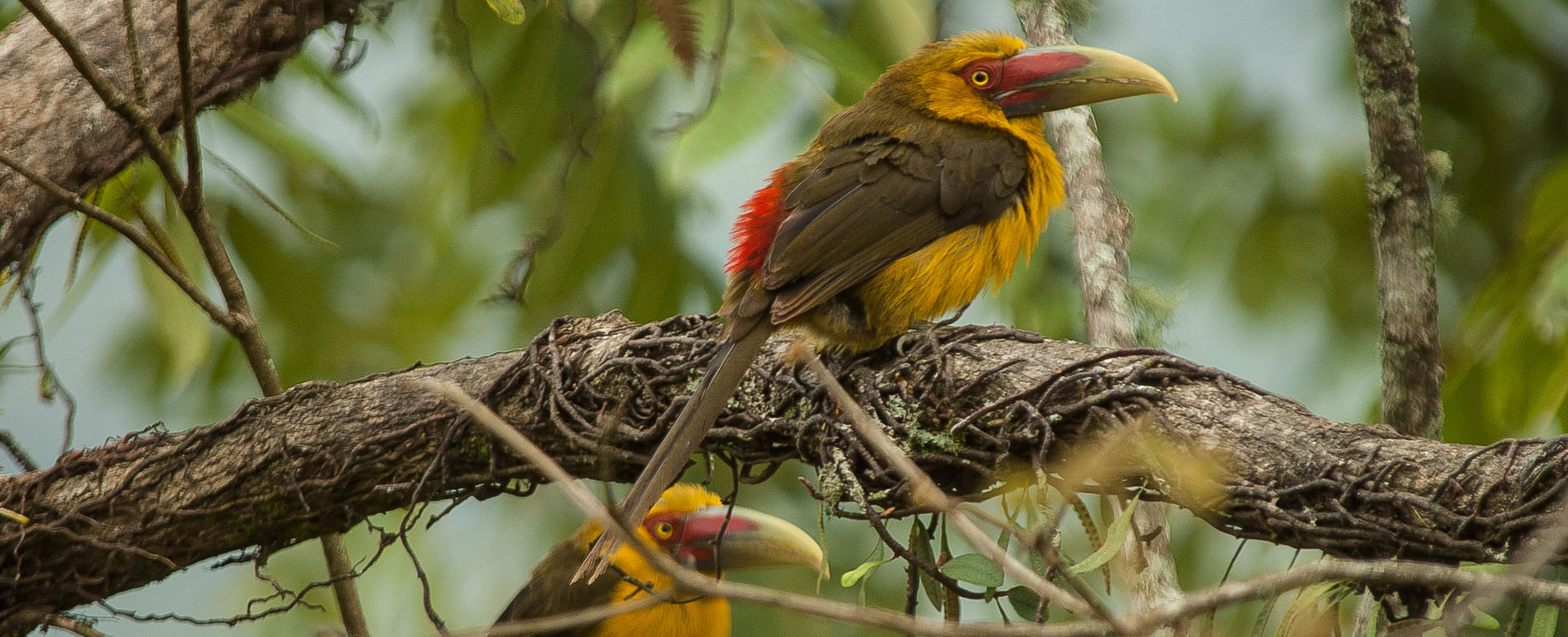 brazil bird watching holidays