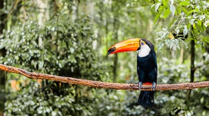 The world's largest protected area of flooded forest