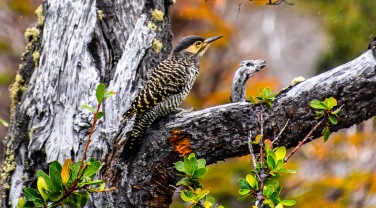 Chile - themes - wildlife