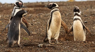 Magellanic Penguins