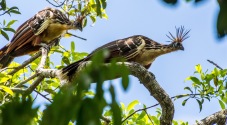 Llanos wildlife