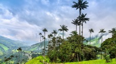 Cocora Valley