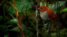 Rio Blanco Nature Reserve