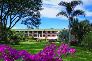 Bougainvillea