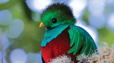 Costa Rica 'The Birds of Costa Rica'