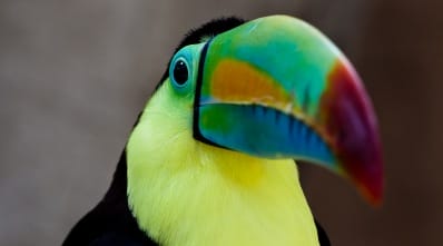 Costa Rica - types