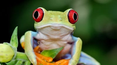 Costa Rica - wildlife - favourites