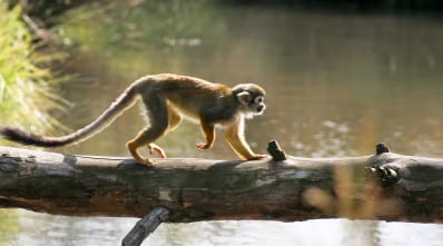 Costa Rica - wildlife - favourites