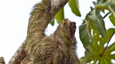 Costa Rica - wildlife - favourites