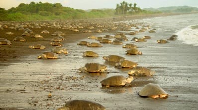 Costa Rica - wildlife - favourites