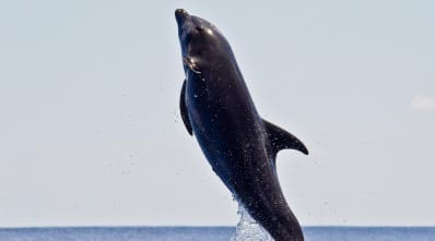 Costa Rica - wildlife - favourites