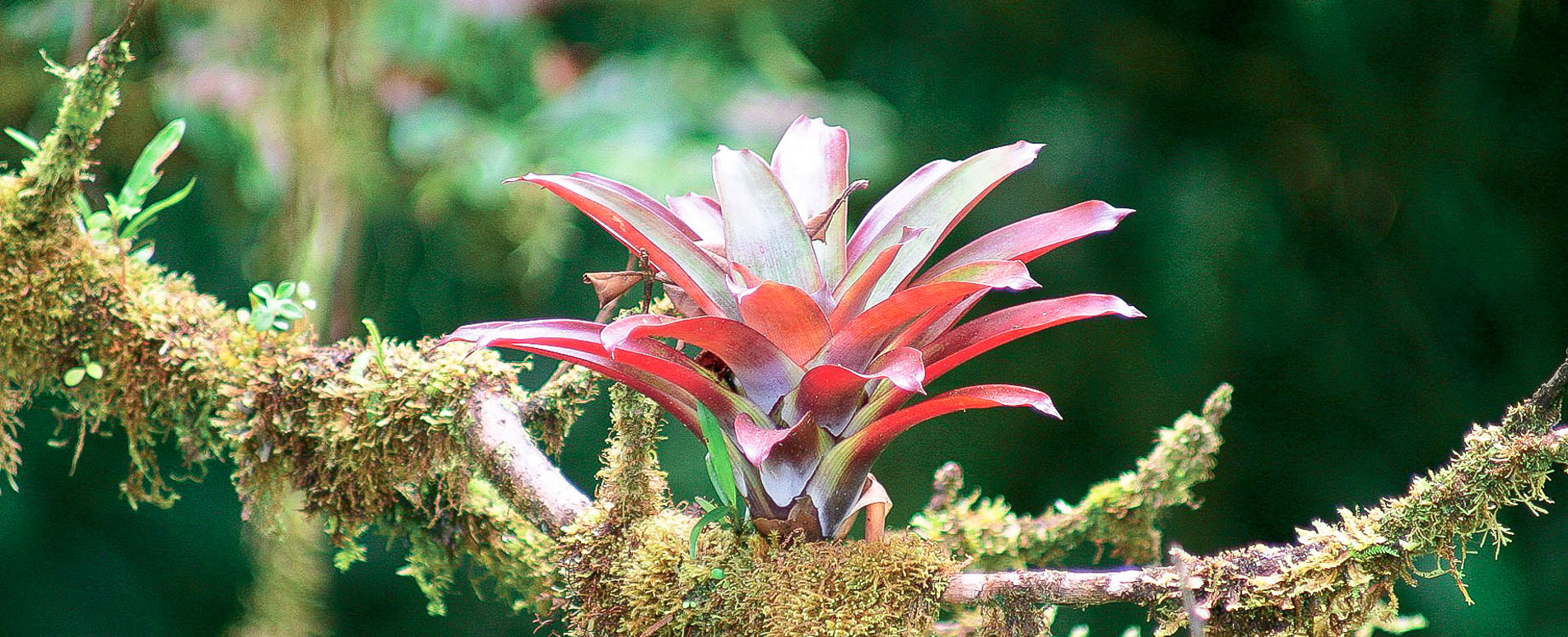 costa rica cloud forest