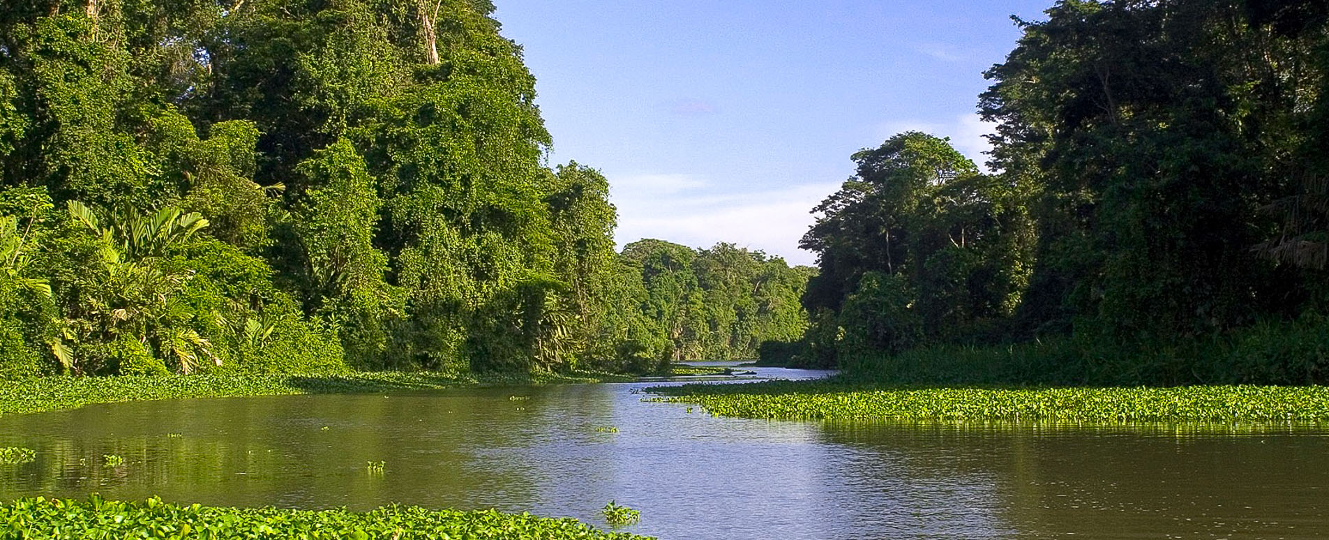 costa rica flooded forest