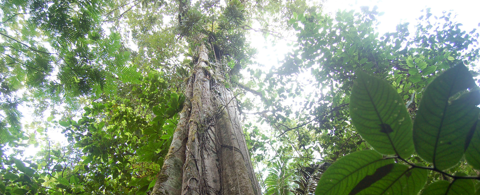 costa rica rainforest