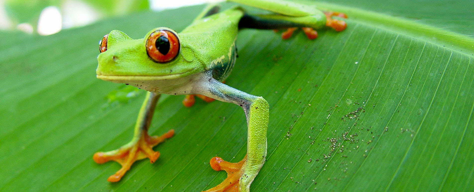 costa rica wildlife frogs