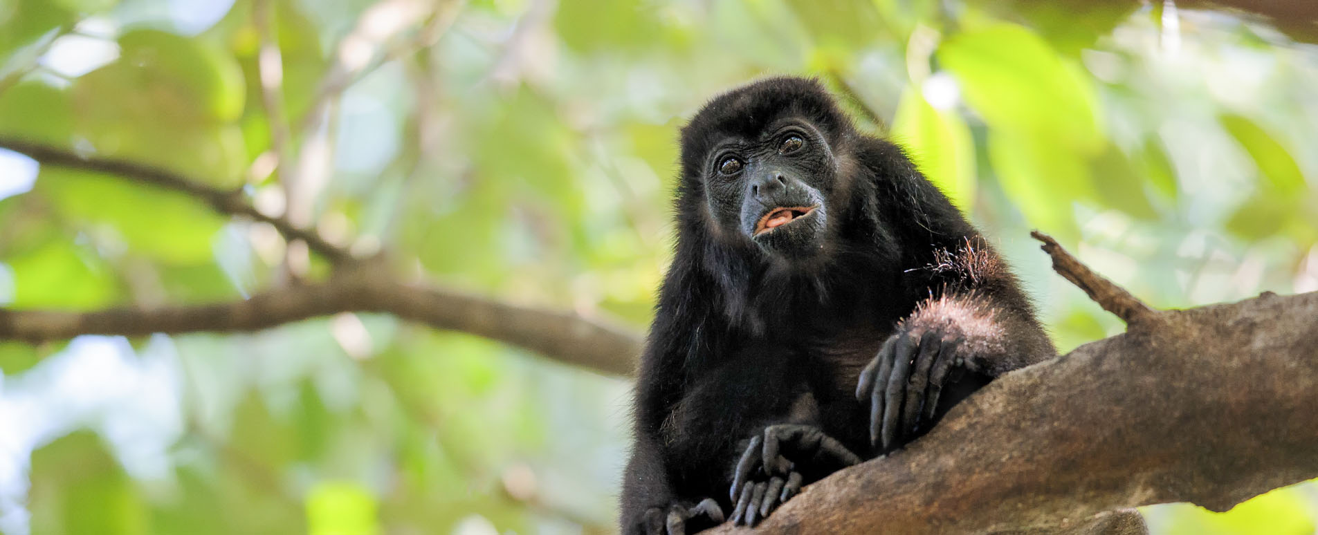 costa rica wildlife monkeys