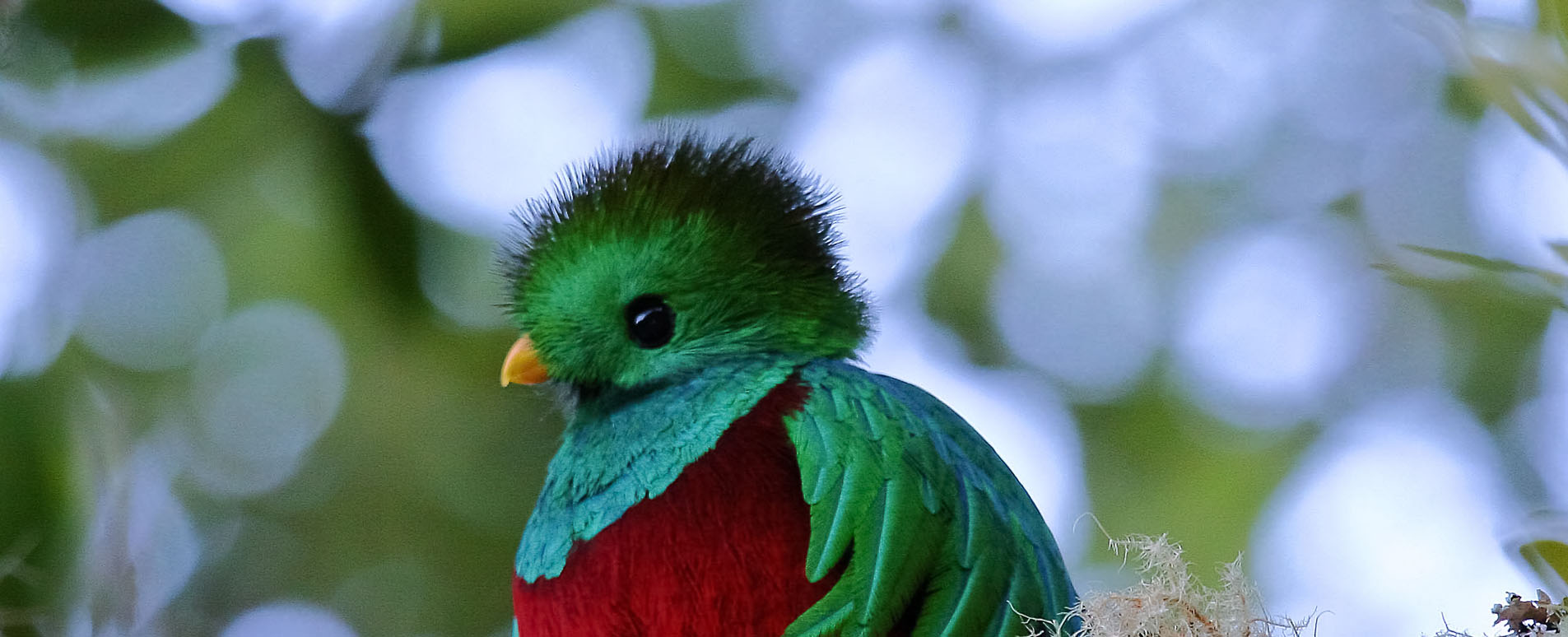 costa rica wildlife quetzal