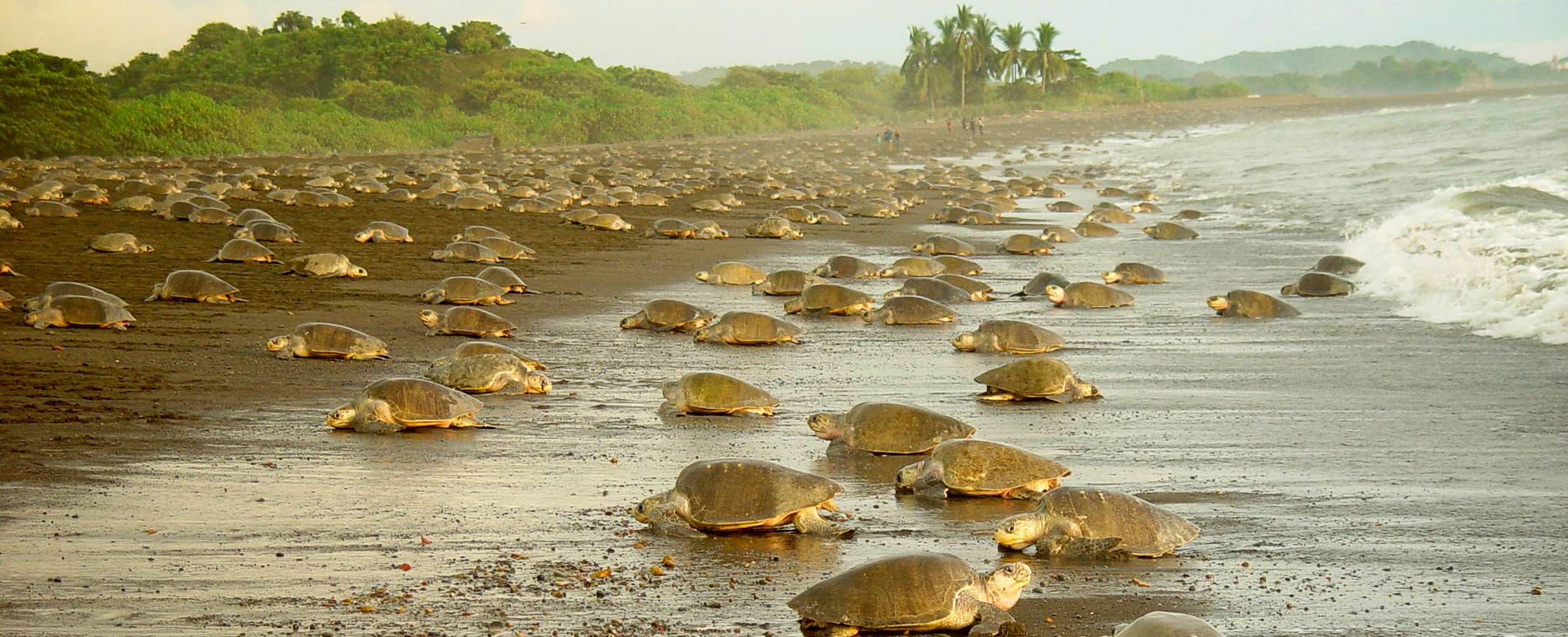 costa rica wildlife turtles