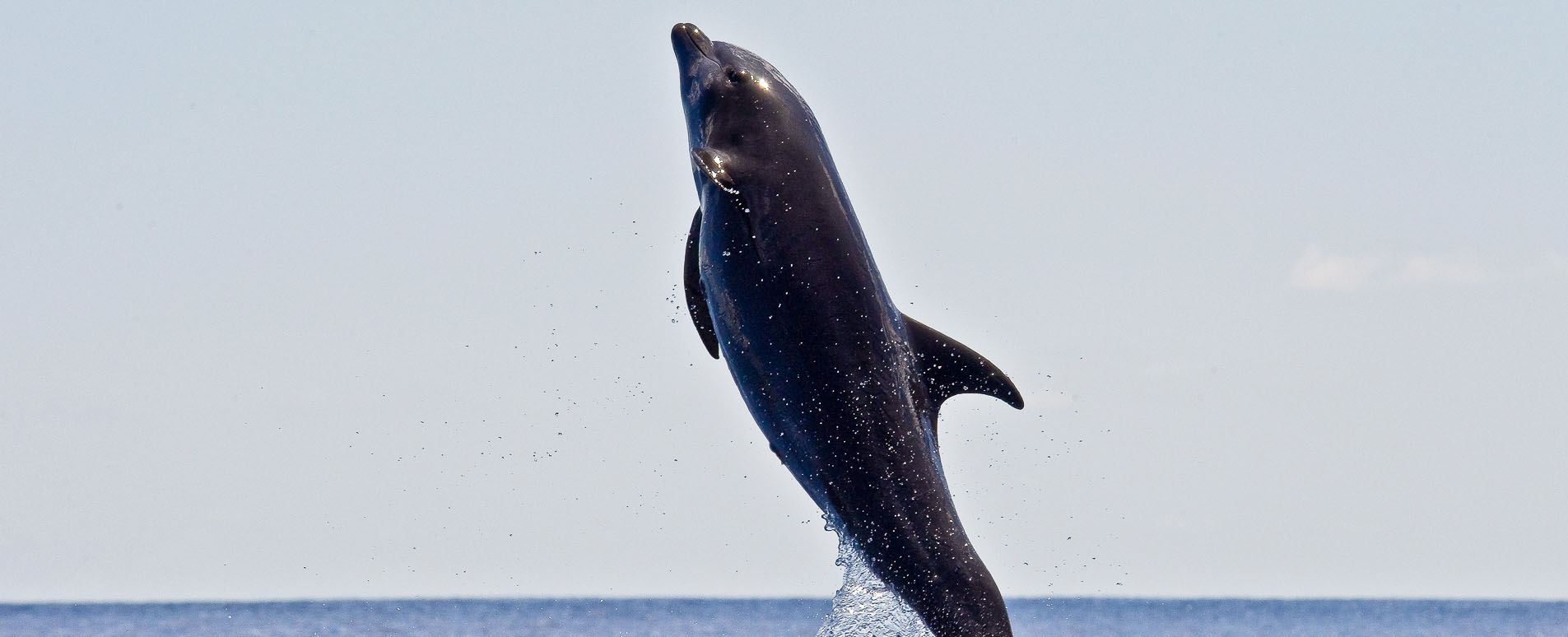 costa rica wildlife whales dolphins