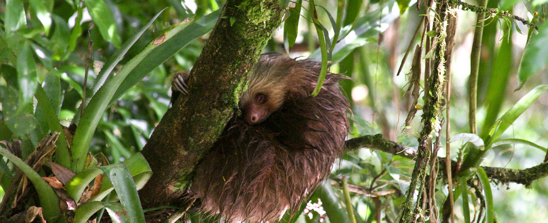 costa rica wildlife