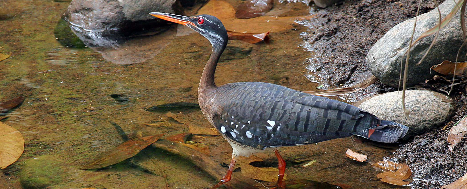 costa rica bird watching holidays