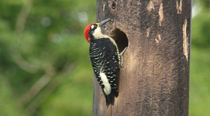 Birds of the lowland rainforest