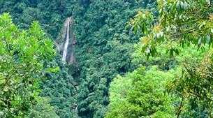 Montane forest birds