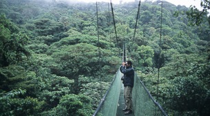 Cloud forest by night