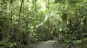 Lush rainforest and soft adventure