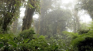 Forest in the clouds