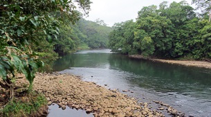 Lush lowland rainforest