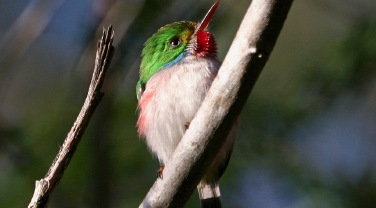 Cuba 'Birds and Culture'