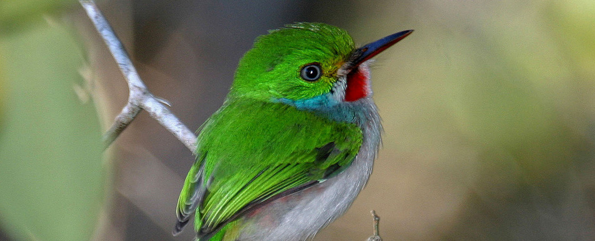 cuba bird watching holidays