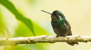 Birds of the Coral Keys