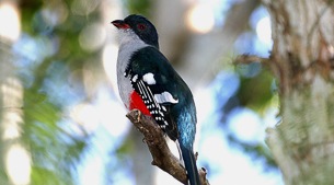 Coastal birds and rare endemics